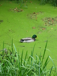 23582 Duck in canal.jpg